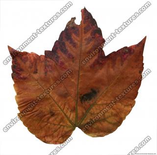 Leaves 0034